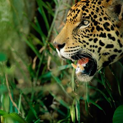 Staffan Widstrand / WWF