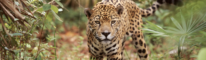 naturepl.com/Lynn M.Stone / WWF